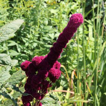 Stonecrop Gardens - Interesting flower - Botanical Gardens Near Me - Cold Spring, New York