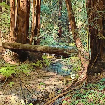 Butano State Park - Butano State Park - Parks Near Me - Pescadero, California