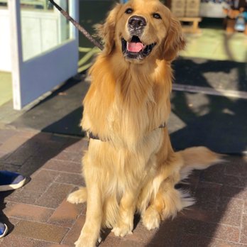 paw shoppe long beach