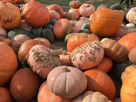 Hank's Pumpkintown by null