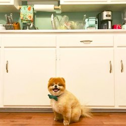 The Spa on State Pet Grooming