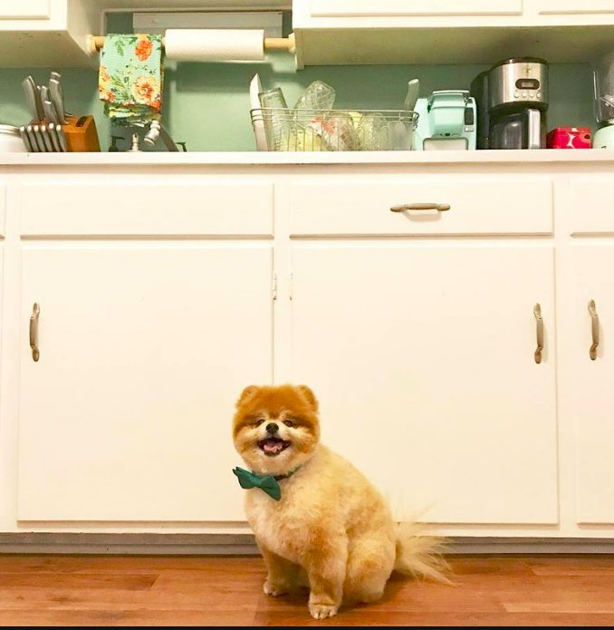 The Spa on State Pet Grooming Image