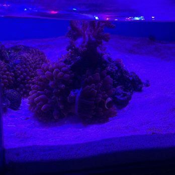 Hong Kong Tropical Fish - Local Fish Stores Near Me - Artesia, California Hong Kong Tropical Fish - Local Fish Stores Near Me - Artesia, California