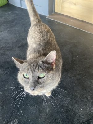 Wonderbird Spirits by null