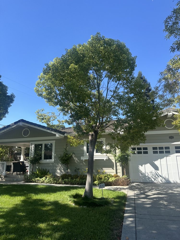 Mario Topete Tree Care - tree service in San Jose, CA