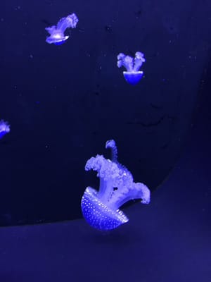 National Marine Aquarium by null