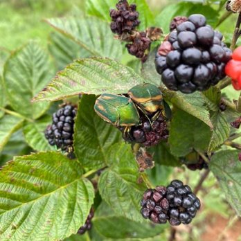 Drumheller's Orchard - June bugs! - Venues & Event Spaces Near Me - Lovingston, Virginia Drumheller's Orchard - June bugs! - Venues & Event Spaces Near Me - Lovingston, Virginia
