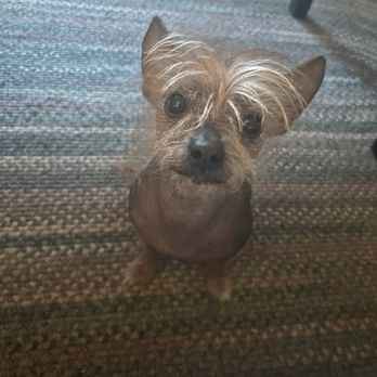 The Trained Canine - New haircut? - Pet Training Near Me - Moorpark, California The Trained Canine - New haircut? - Pet Training Near Me - Moorpark, California