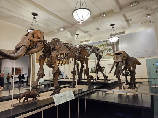 American Museum of Natural History by null