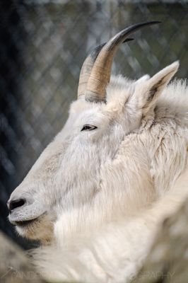 Alaska Zoo by null