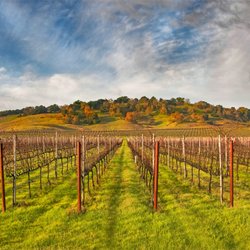 Sonoma Fine Photography - "Vineyard Perspective"