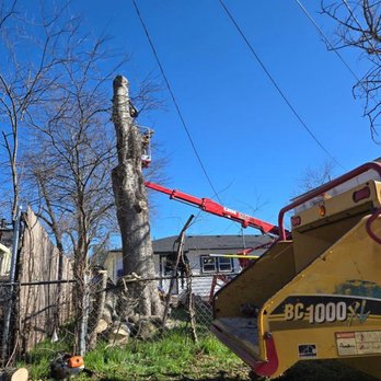 Centex Tree Solutions - Tree Services Near Me