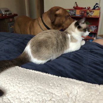 Austin Humane Society - Cali with my pit bull/coon hound mix, Hooch. Both watching my son play with his toys. - Animal Shelters Near Me - Austin, Texas