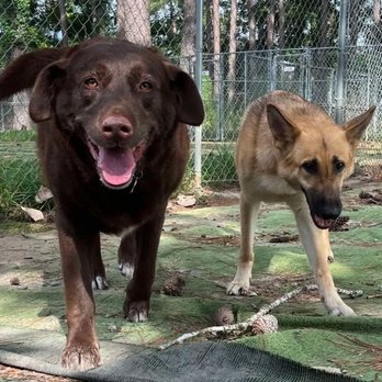 Sit and Stay - Pet Groomers Near Me - Myrtle Beach, South Carolina