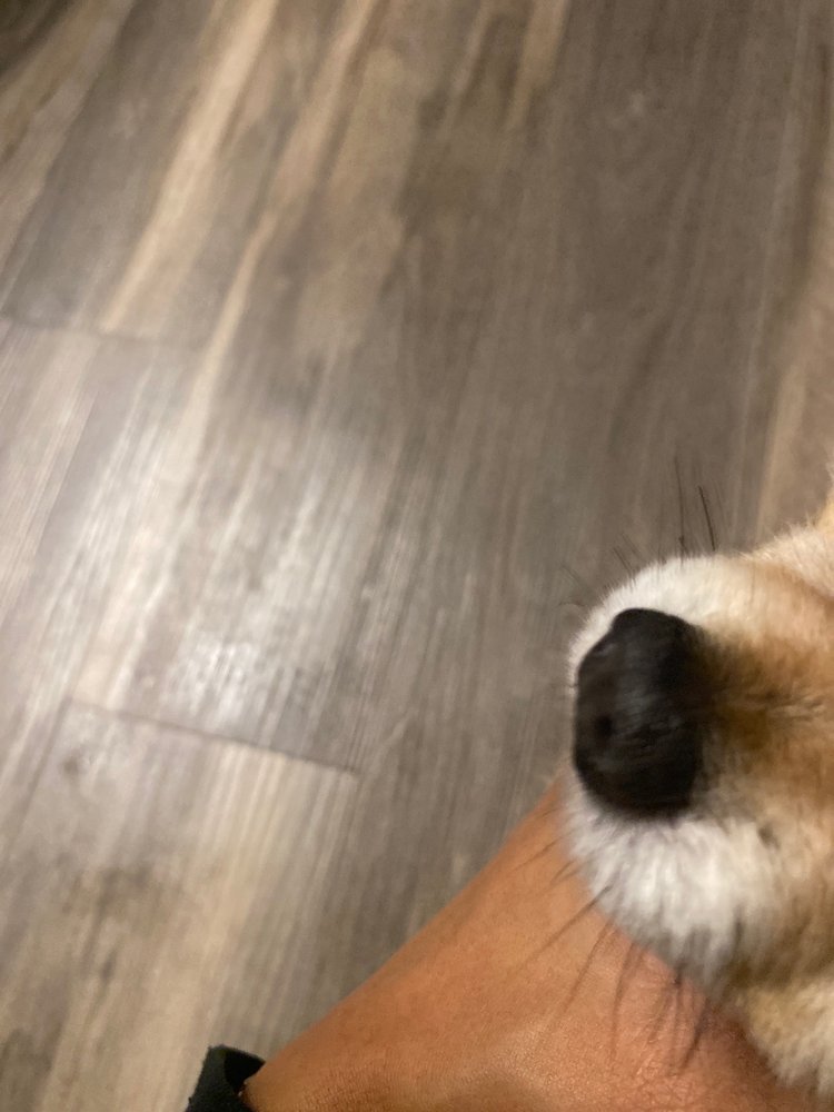 FURRY TAILS PET GROOMING 2 Updated May 2024 24 Photos 2501