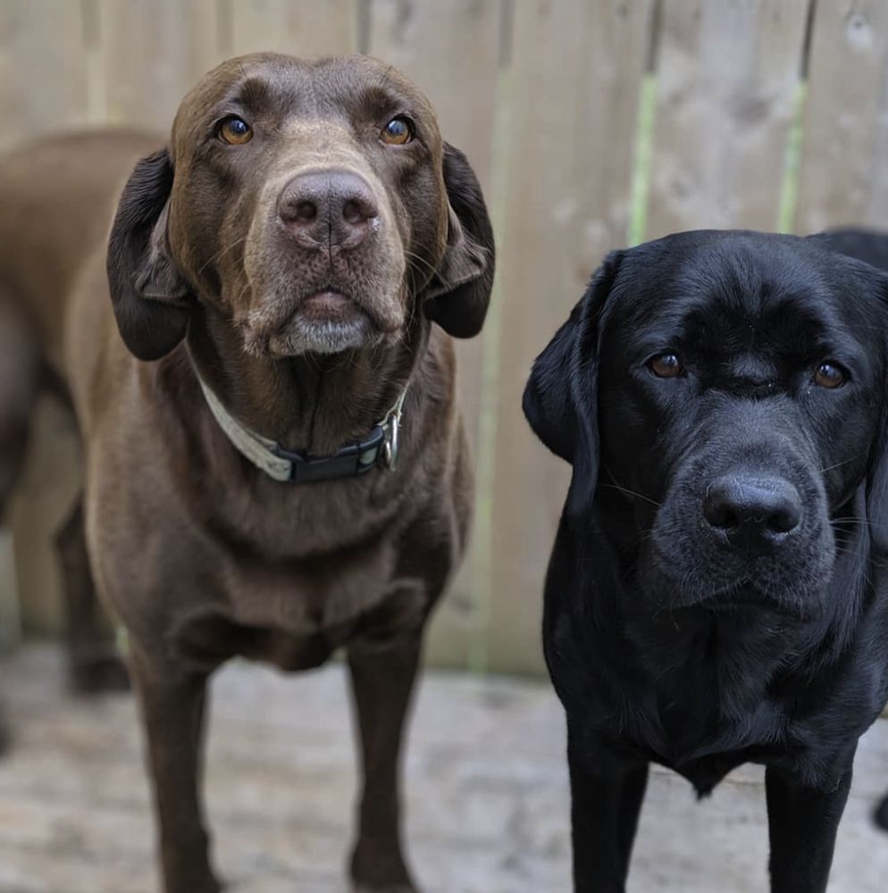 HAPPY HOUNDS Updated August 2024 30 Photos 6300 Lady Hammond Road