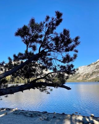 Tenaya Lake by null