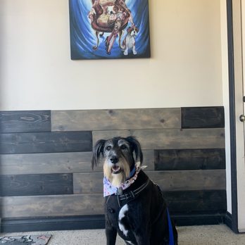 Paw Lounge - Pet Groomers Near Me - Westminster, California