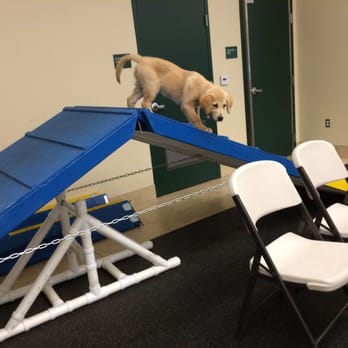Pasadena Humane - Dagny on the agility ramp during Puppy Social. - Animal Shelters Near Me - Pasadena, California Pasadena Humane - Dagny on the agility ramp during Puppy Social. - Animal Shelters Near Me - Pasadena, California