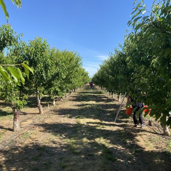 Chavez U-Pick Cherries - Cherry trees - Pick Your Own Farms Near Me - Brentwood, California Chavez U-Pick Cherries - Cherry trees - Pick Your Own Farms Near Me - Brentwood, California