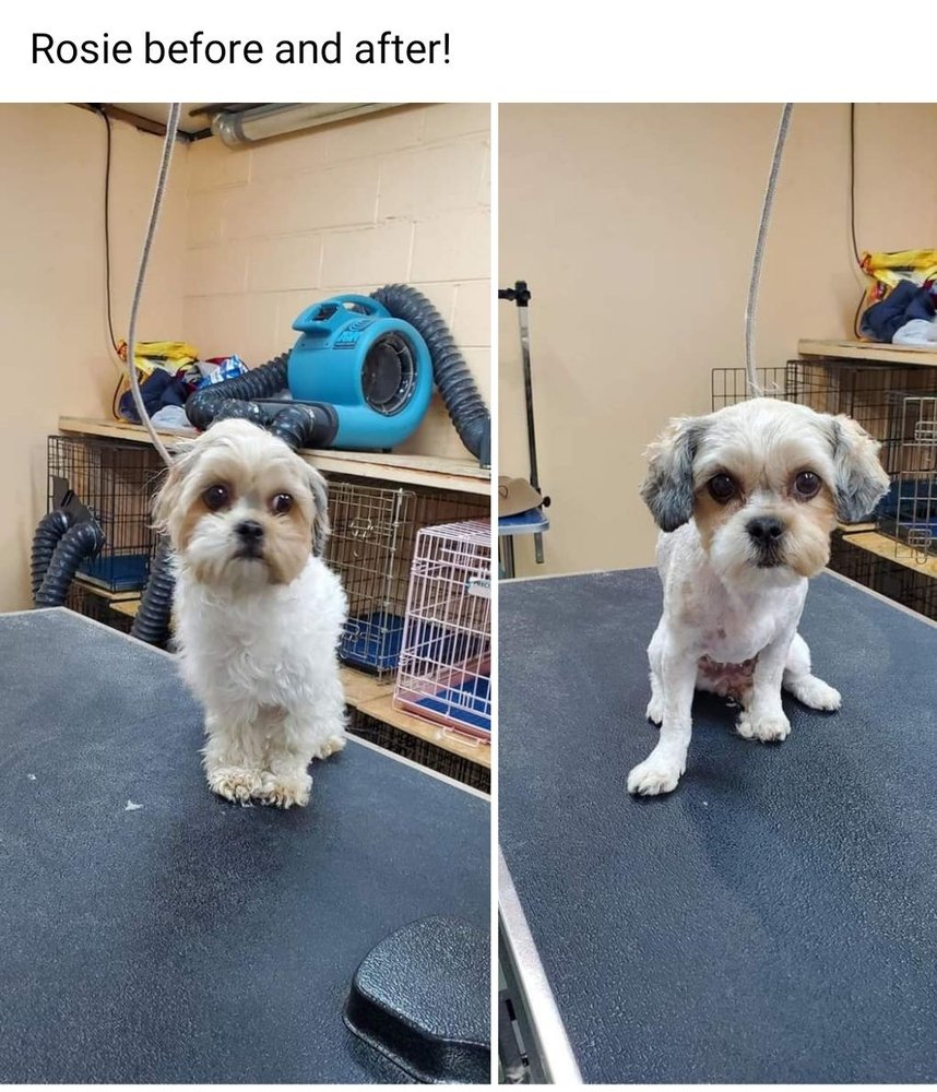 ERIKA’S SMALL BREEDS DOG GROOMING Updated August 2024 394 Photos