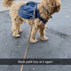 Sierra Buttes - Ollie ready for his hike