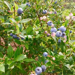Starkey Blueberry Farm