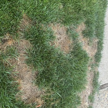 Delta Bluegrass Company - Landscaping Near Me Delta Bluegrass Company - Landscaping Near Me
