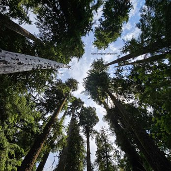 Hoh Rainforest - Looking up! - Hiking Near Me - Forks, Washington Hoh Rainforest - Looking up! - Hiking Near Me - Forks, Washington