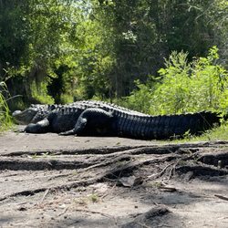 Circle B Bar Reserve - Gator sunbathing