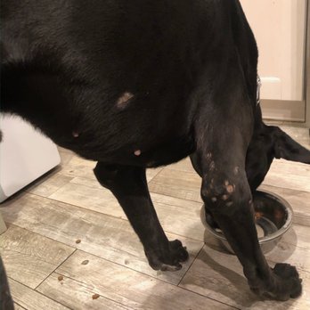 Dogmaster - Sores on his belly and leg - Pet Training Near Me - Perris, California