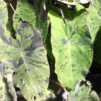 Davison's Greenhouse - Mojito elephant ear - Nurseries & Gardening Near Me - Edmond, Oklahoma