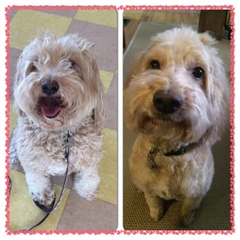 Gala Pet Styling - Ruby's before and after. - Pet Groomers Near Me - Springdale, Ohio
