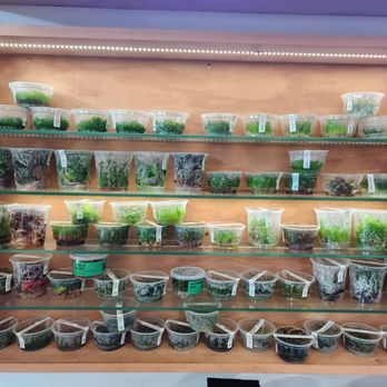 Aquascapes - Plant tissue cultures - Local Fish Stores Near Me - Honolulu, Hawaii Aquascapes - Plant tissue cultures - Local Fish Stores Near Me - Honolulu, Hawaii