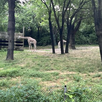 Bronx Zoo - Giraffes - Zoos Near Me - Bronx, New York Bronx Zoo - Giraffes - Zoos Near Me - Bronx, New York