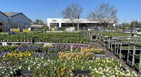 Carpinito Brothers by null