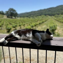 Dilecta Wines