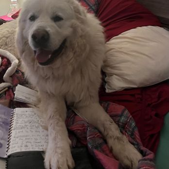 St. Francis Animal Hospital - My Good Boy Chillin in My Bed - Veterinarians Near Me - Durham, North Carolina St. Francis Animal Hospital - My Good Boy Chillin in My Bed - Veterinarians Near Me - Durham, North Carolina
