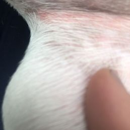 Rash on inner thigh area