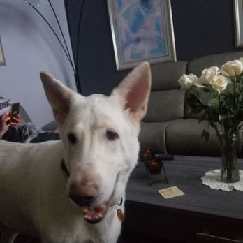 Peace for Paws - This was my Sir Groot, he passed away. On July seventh twenty twenty 2025. Peace for Pause, made our journey a lot simpler. Thank you. - Pet Cremation Services Near Me - Henderson, Nevada Peace for Paws - This was my Sir Groot, he passed away. On July seventh twenty twenty 2025. Peace for Pause, made our journey a lot simpler. Thank you. - Pet Cremation Services Near Me - Henderson, Nevada
