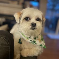 Looking Good Dog Grooming - Hagrid (mal-Shi) male at 1year old