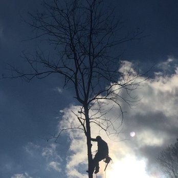 Clear Cut Tree Services - Locust tree removal - Tree Services Near Me - Asheville, North Carolina Clear Cut Tree Services - Locust tree removal - Tree Services Near Me - Asheville, North Carolina