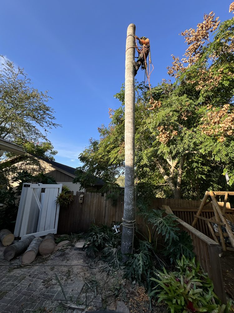 There’s a way tree service - tree service in Altamonte Springs, FL