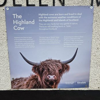Trossachs Woollen Mill - About Highland Cows (Hairy Coos)