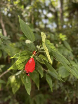 Ellie Schiller Homosassa Springs Wildlife State Park by null