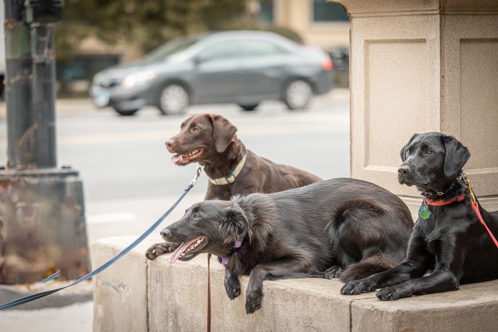 FOUND CHICAGO BOARDING AND TRAINING CENTER Updated September 2024