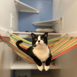 Kitty Charm School - Tootsie Roll in his hammock