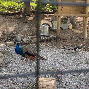 Elijah Mountain Gem Mine - Peacocks - Kids Activities Near Me - Hendersonville, North Carolina