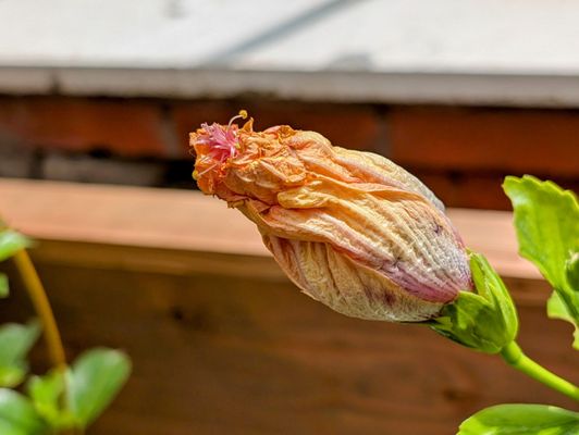 Buffalo and Erie County Botanical Gardens by null