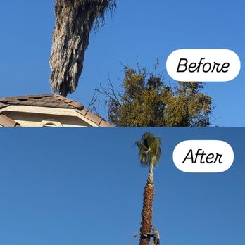 Martinez Landscape - Pruning palms - Landscaping Near Me